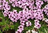 Silene acaulis. Closer.3.jpg