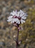 Viscaria alpina. Closer.jpg