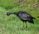 Ardea cinerea. Melanistic fluffy.jpg
