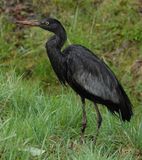 Ardea cinerea. Melanistic.3.jpg