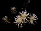 Strophocactus wittii.jpg