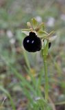 Ophrys mavromata. Closer.jpg