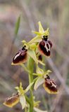 Ophrys aesculapii. Closer.3.jpg