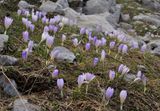 Crocus veluchensis in habitat.jpg