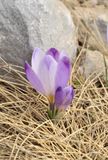 Crocus veluchensis.4.jpg