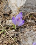 Crocus veluchensis.5.jpg