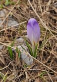 Crocus veluchensis.jpg