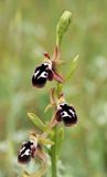Ophrys reinhardiorum. Closer.jpg