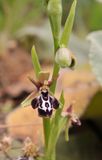 Ophrys reinhardiorum. Closer.3.jpg