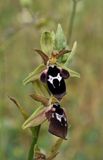Ophrys reinhardiorum. Close-up.3.jpg