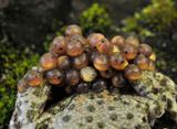 Alytes obstetricans. Eggs.jpg