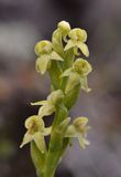 Platanthera oligantha. Close-up.