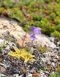 Pinguicula vulgaris.jpg