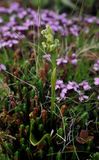 Platanthera oligantha