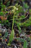 Platanthera oligantha