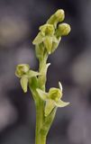Platanthera oligantha. Close-up.