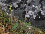 Platanthera oligantha