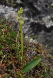 Platanthera oligantha