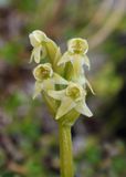 Platanthera oligantha