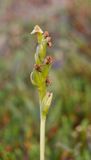 Platanthera oligantha in fruit.