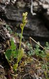 Platanthera oligantha. Plants wilting soon after flowering.