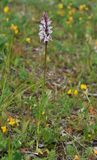 Dactylorhiza fuchsii mutant.jpg