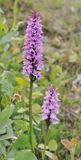 Dactylorhiza Closer.jpg