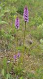 Dactylorhiza fuchsii.3.jpg