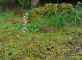 Epipactis purpurata f. rosea