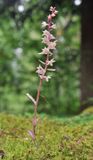 Epipactis purpurata f. rosea.