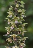 Epipactis purpurata. Closer.