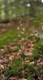 Epipactis purpurata