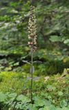 Epipactis purpurata