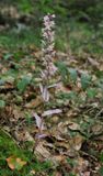 Epipactis purpurata f. rosea