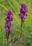 Dactylorhiza lapponica. Closer.4.jpg