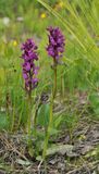 Dactylorhiza lapponica.3.jpg