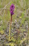 Dactylorhiza lapponica.4.jpg
