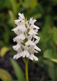 Dactylorhiza fuchsii white. Close-up.jpg