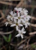 Menyanthes trifoliata. Close-up.jpg
