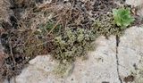 Aichryson, Monanthes and Aeonium growing together.jpg