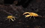 Munidopsis polymorpha.jpg