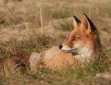 Fox.3.jpg