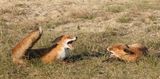 Foxes.jpg