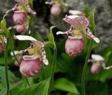 Cypripedium guttatum. Closer.jpg