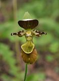 Cypripedium yatabeanum. Close-up.jpg