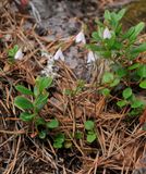 Linnaea borealis. Closer.jpg