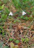 Linnaea borealis. Close-up.jpg