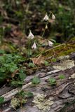 Linnaea borealis.2.jpg