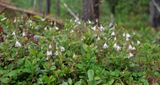 Linnaea borealis.jpg