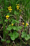 Viola biflora.jpg